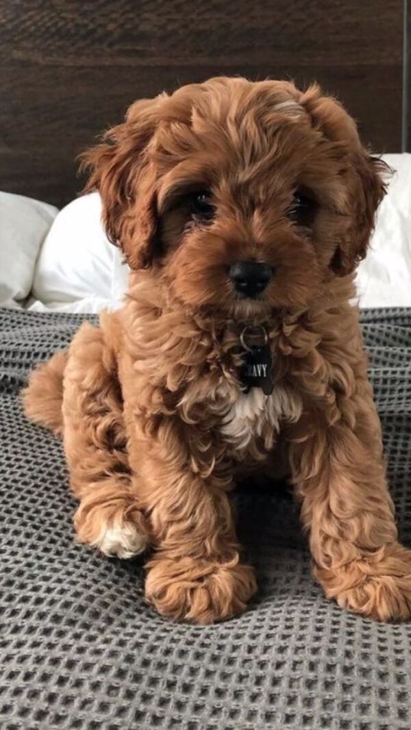 Willow